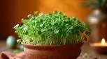 امسال یک سبزه متفاوت سر سفره هفت‌سین داشته باشید 