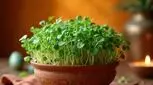 امسال یک سبزه متفاوت سر سفره هفت‌سین داشته باشید 