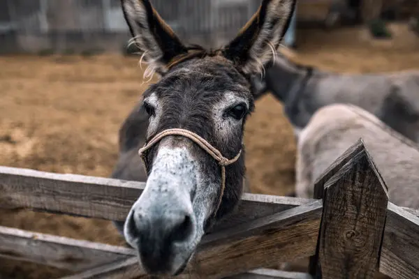 بلای جدیدی که بر سر تهرانی ها آمد ! / الاغ جایگزین گوساله شد !