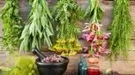 هر گیاهی را در کوه و صحرا نخورید/ مراقب سبزیجات سمی باشید