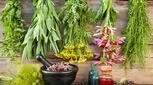 هر گیاهی را در کوه و صحرا نخورید/ مراقب سبزیجات سمی باشید