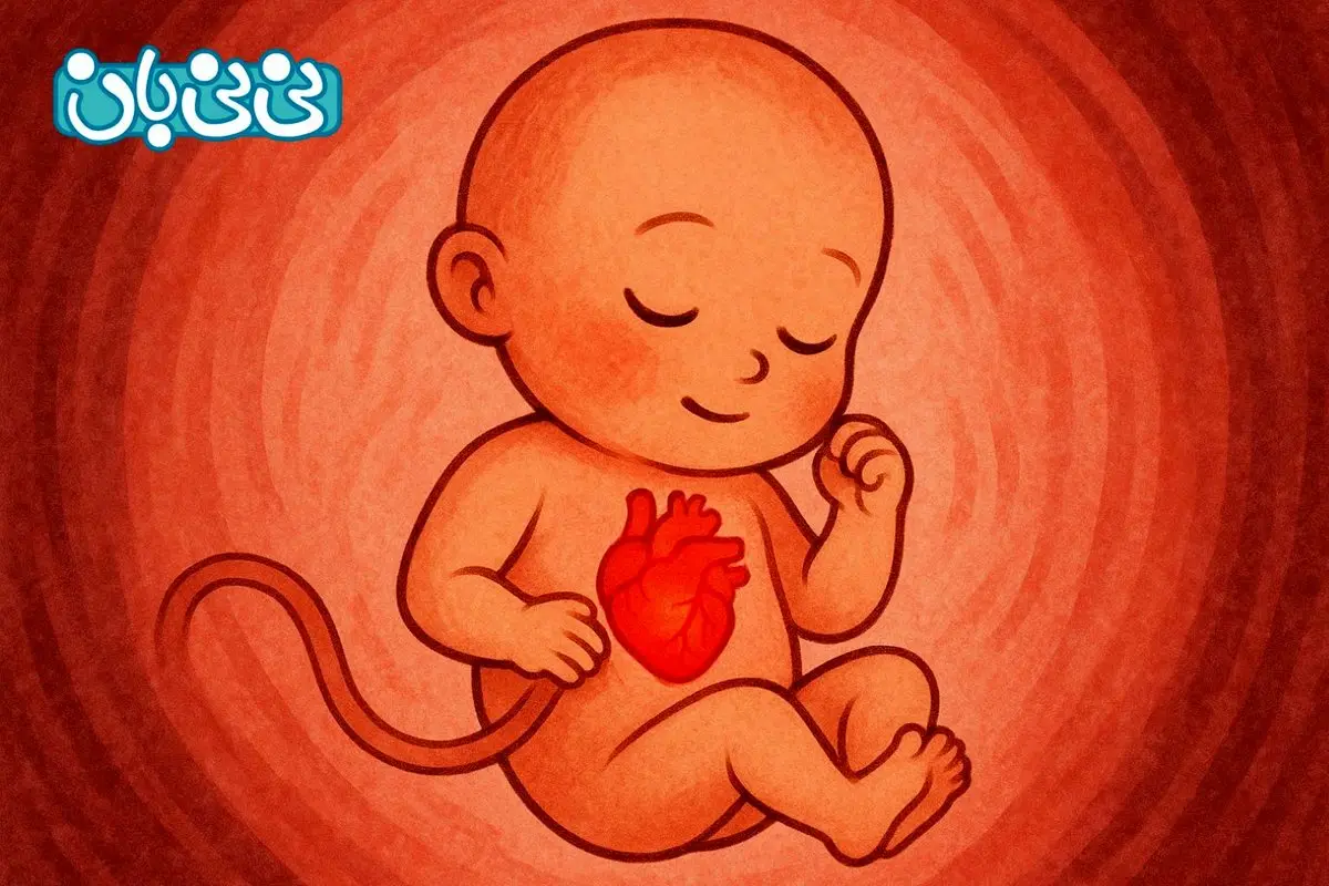 علائم تشکیل قلب جنین چیست؟ بهترین زمان برای سونوگرافی + علائم تشکیل نشدن قلب جنین