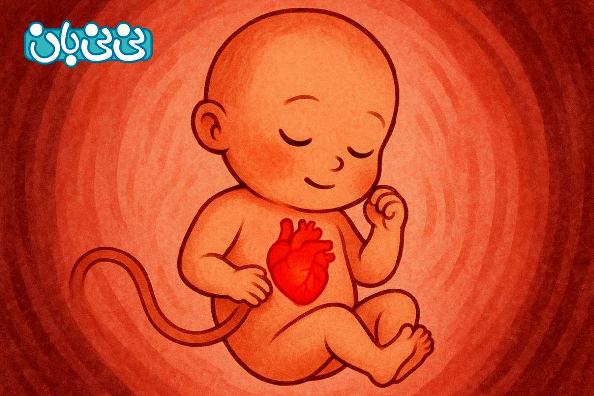علائم تشکیل قلب جنین چیست؟ بهترین زمان برای سونوگرافی + علائم تشکیل نشدن قلب جنین