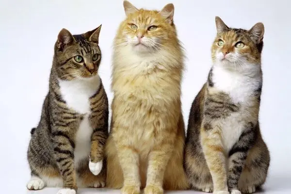 علاقه مفرط به گربه کار دست فوتبالیست ایرانی داد / جمع کن از این آپارتمان برو!