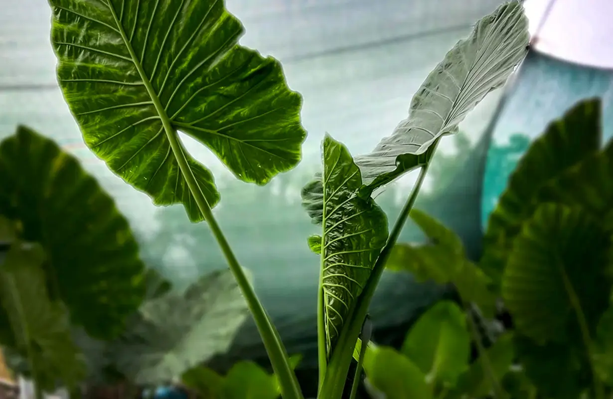 گیاه باباآدم؛ اکسیر طبیعی قد کشیدن بچه ها