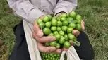 فوت و فن تهیه رب گوجه سبز در خانه 