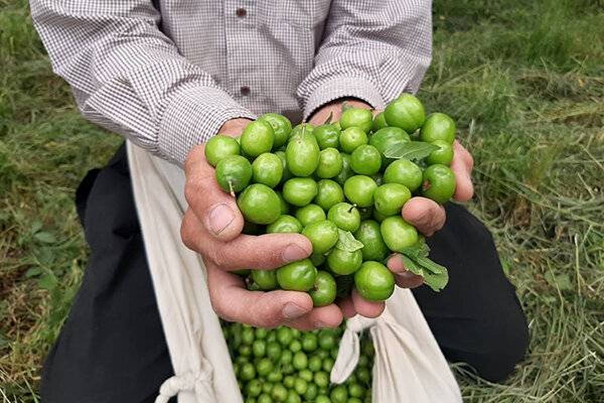 فوت و فن تهیه رب گوجه سبز در خانه