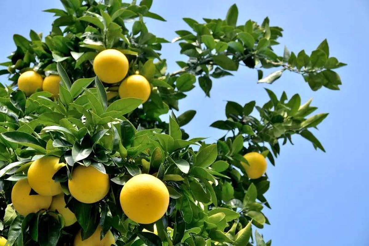 تا فصلش تمام نشده از مصرف این میوه‌ غافل نباشید

