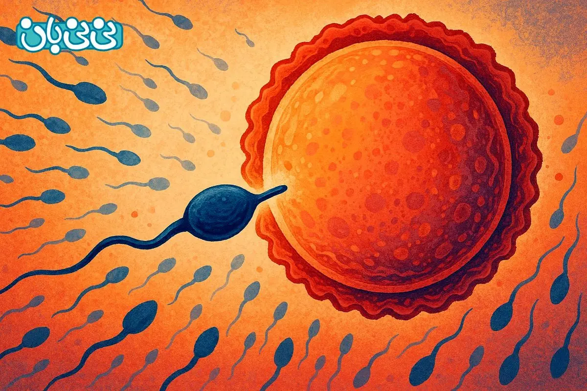 از کجا بفهمم لقاح صورت گرفته است؟ 5 مرحله لقاح