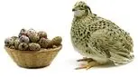 تخم بلدرچین؛ تخم سلامتی