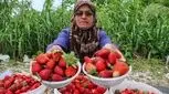 توت فرنگی بخورید تا جوان بمانید