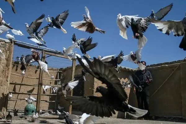 ماجرای کفتربازترین فوتبالیست ایرانی / نمیخواهد حتی ریخت دخترش را ببیند!