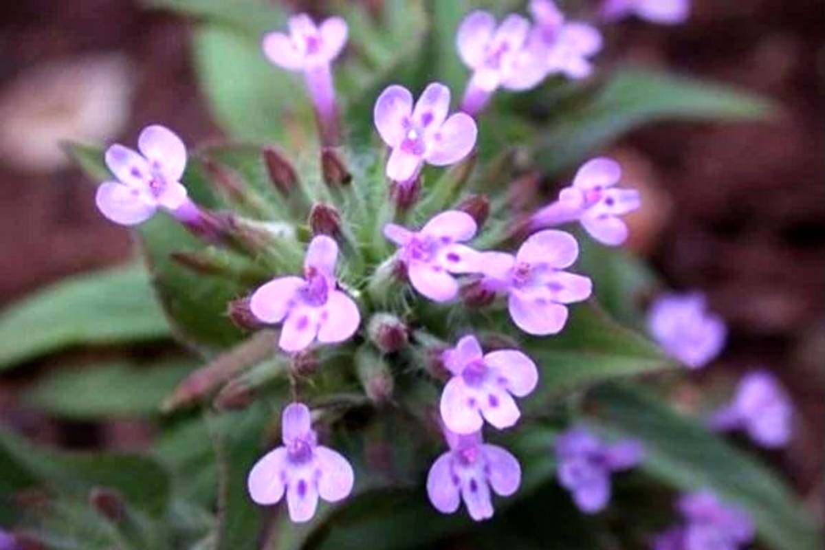 با خواص گیاه کاکوتی آشنا شوید 