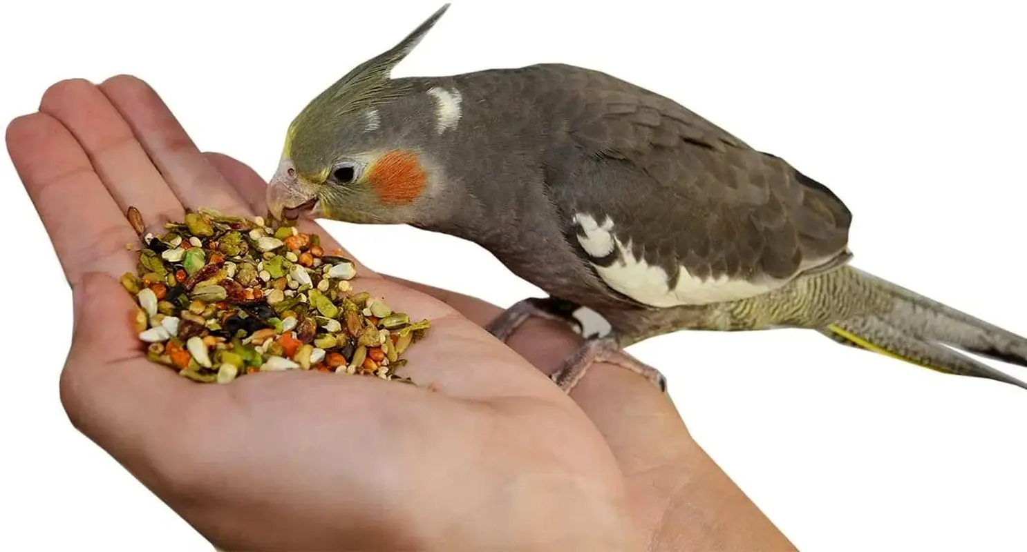 اگر عروس هلندی دارید این مطلب را بخوانید!