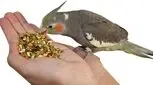 اگر عروس هلندی دارید این مطلب را بخوانید!