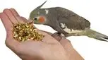 اگر عروس هلندی دارید این مطلب را بخوانید!