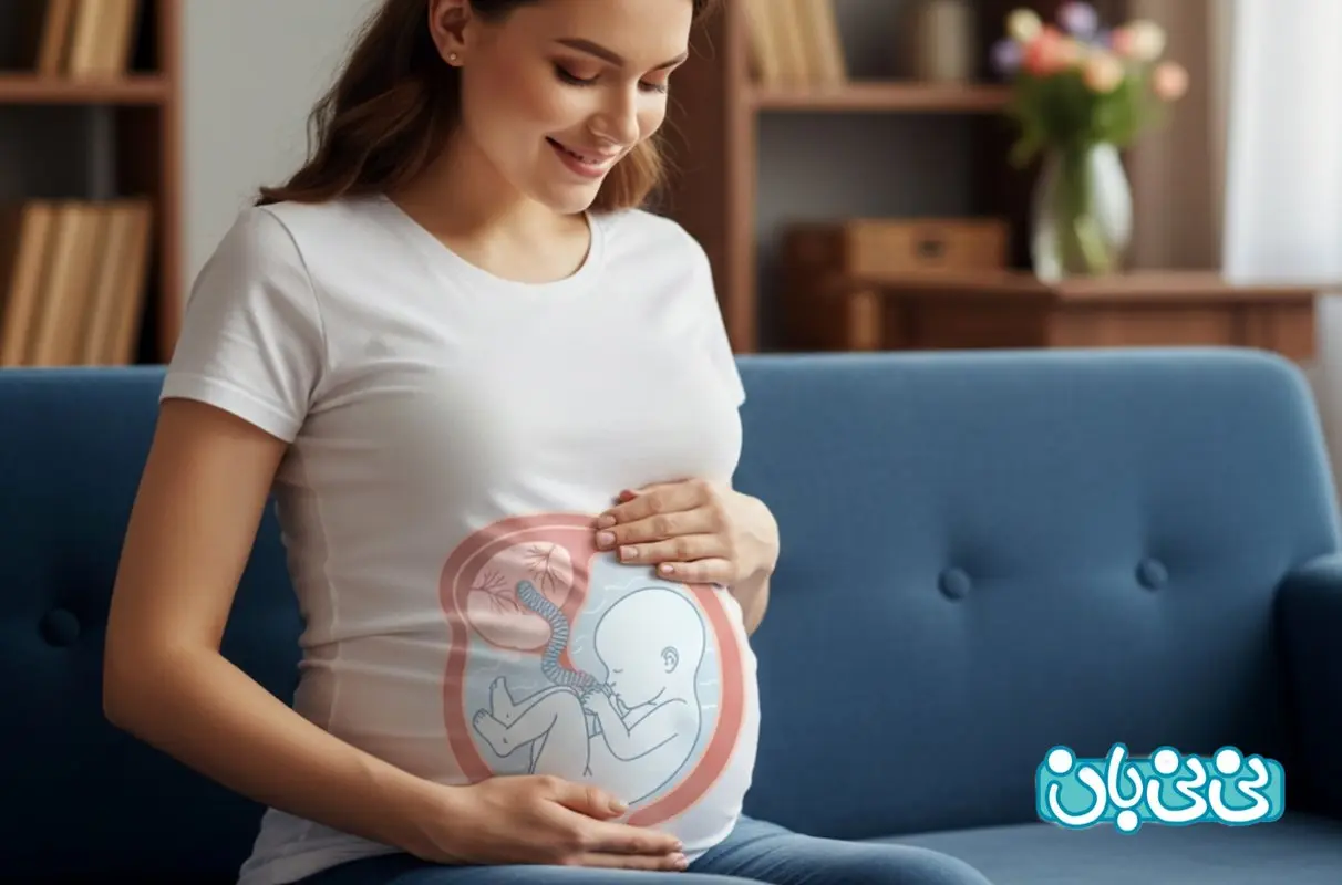 بهترین موقعیت جفت در بارداری، چگونه است؟