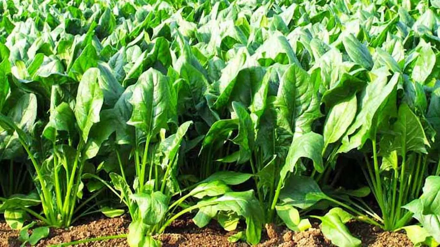 با اسفناج بدنتان را بیمه کنید