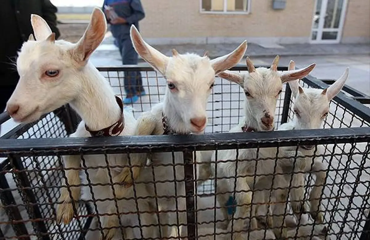 در تابستان گوشت بز بخورید!