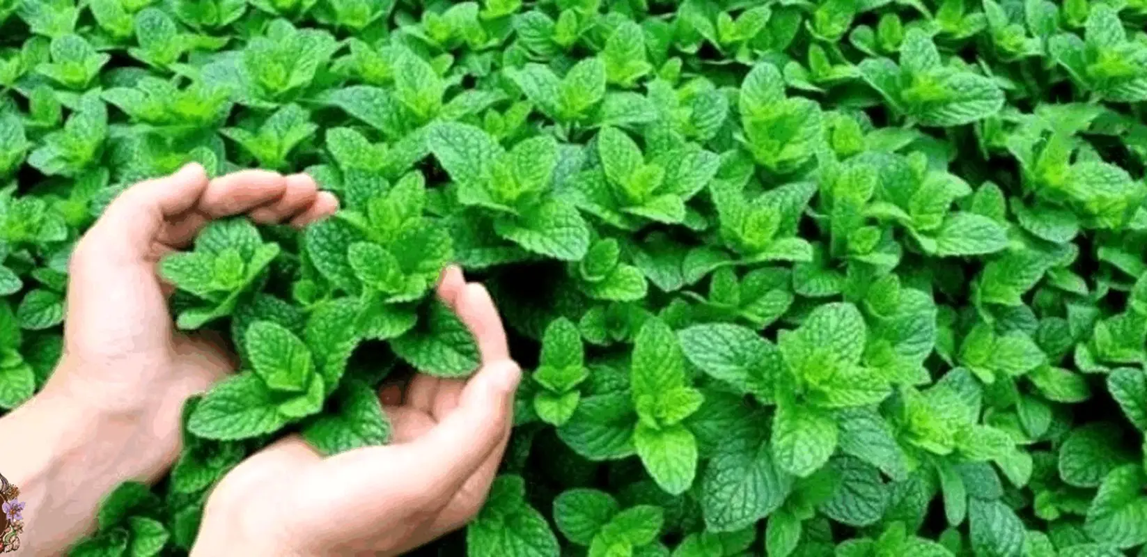 التهاب معده را با نعنا درمان کنید