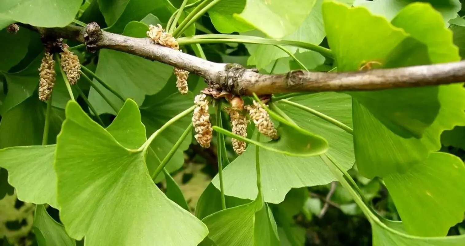 خوردن این گیاه ژاپنی حافظه شما را تقویت می کند /سوشی خورها بخوانند