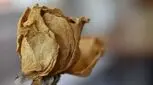 دلیل خشکی واژن بعد از زایمان طبیعی و سزارین، تاثیر در رابطه بعد زایمان