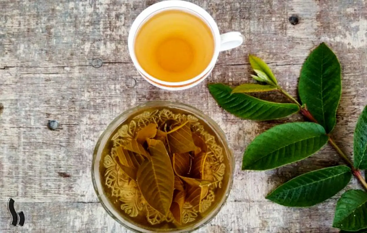 هشدار وزارت بهداشت/ دمنوش برگ انبه نمی‌تواند جایگزین انسولین شود