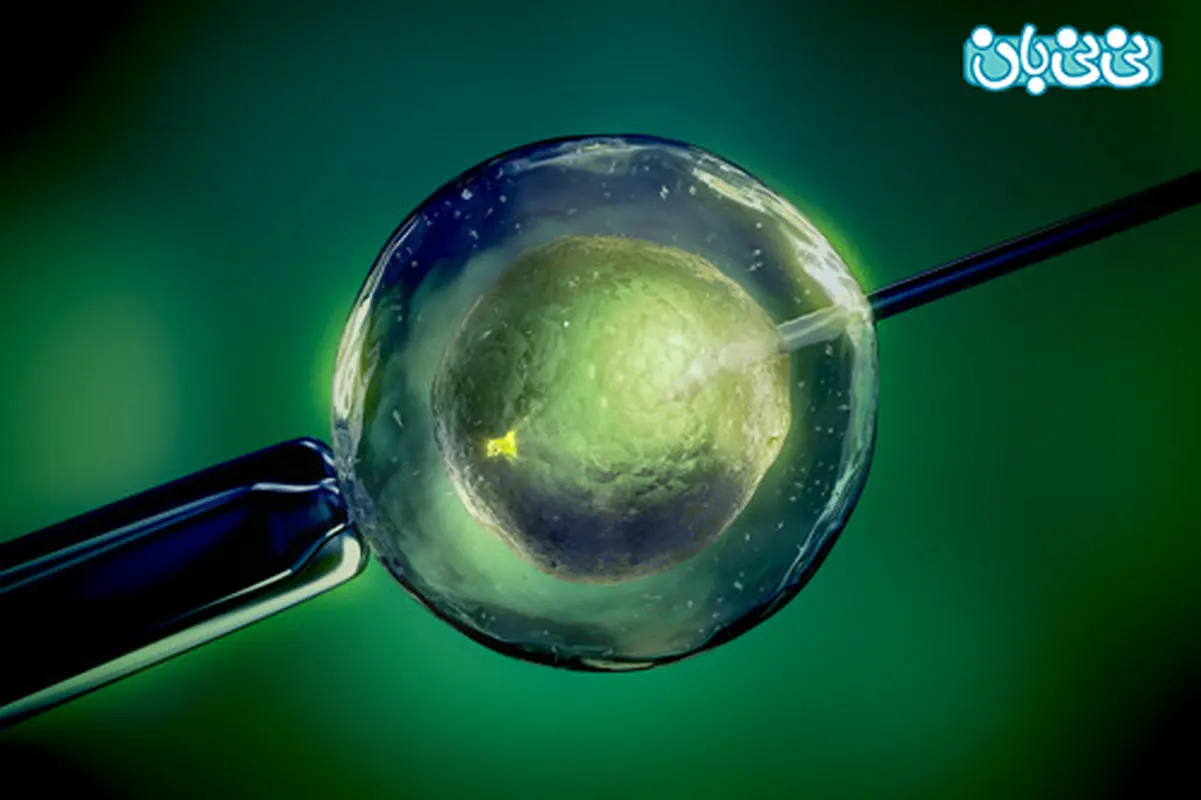 برای دوقلودار شدن، از آی وی اف استفاده می کنید؟‬‎