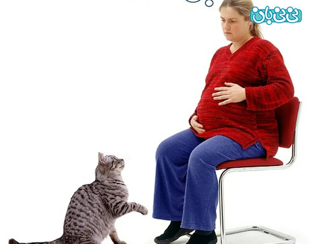 تماس با گربه در بارداری، آنقدرها هم خطرناک نیست