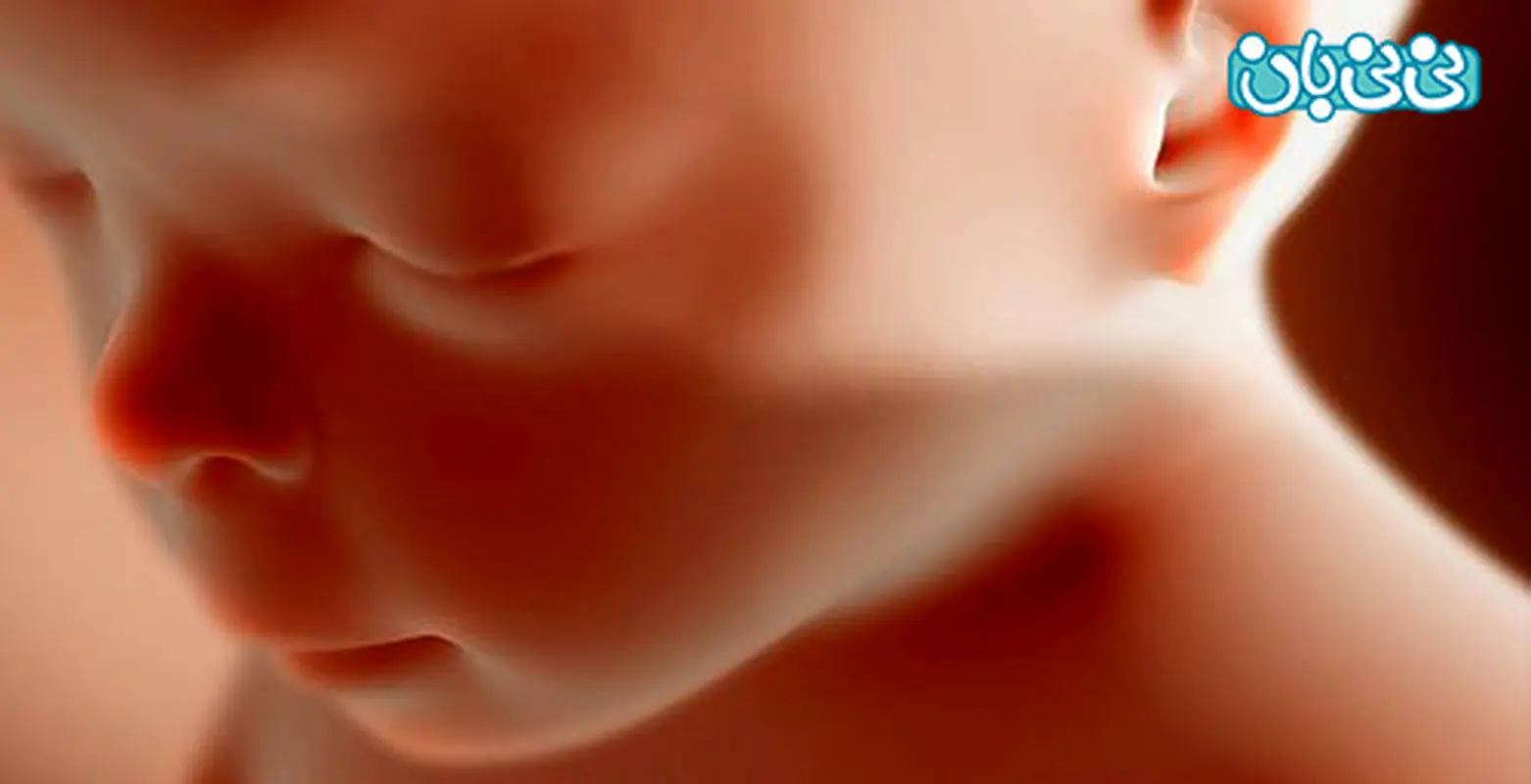 کد مطالب پربازدید، شکل گیری جنین تا مجوز برای سقط