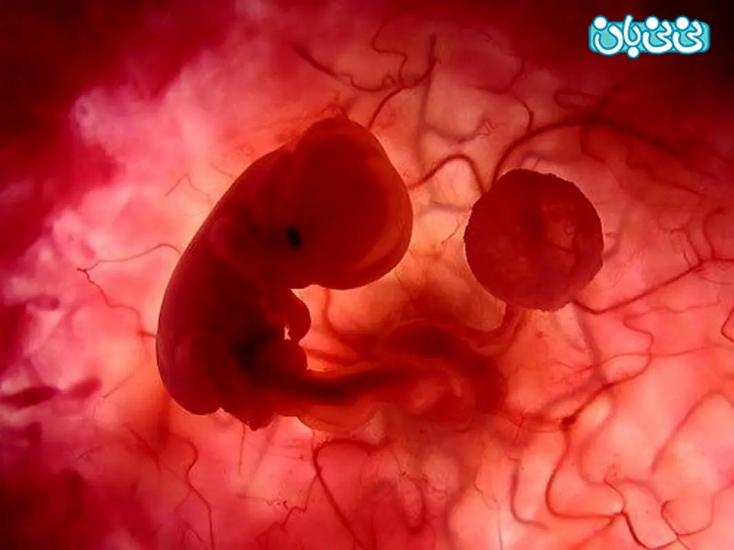 تاثیر کندر بر جنین، چقدر است؟