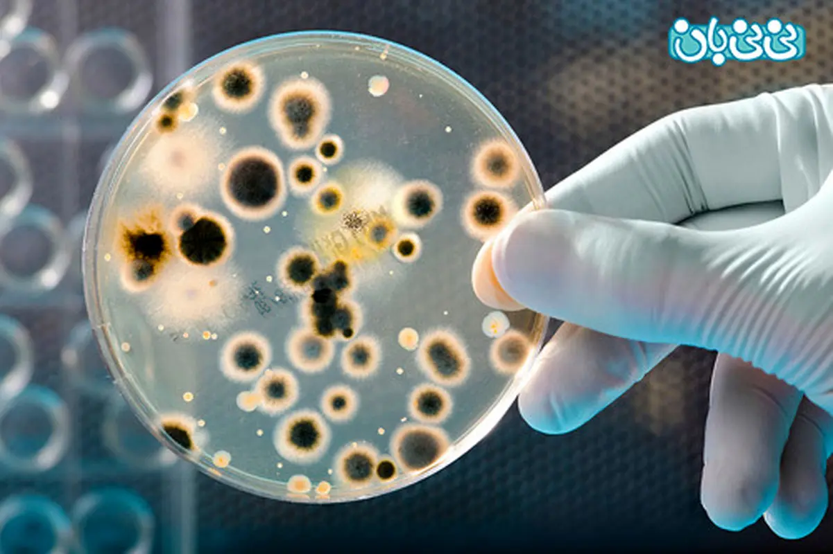 باکتری های موجود در واژن، ضد بیماری مقاربتی