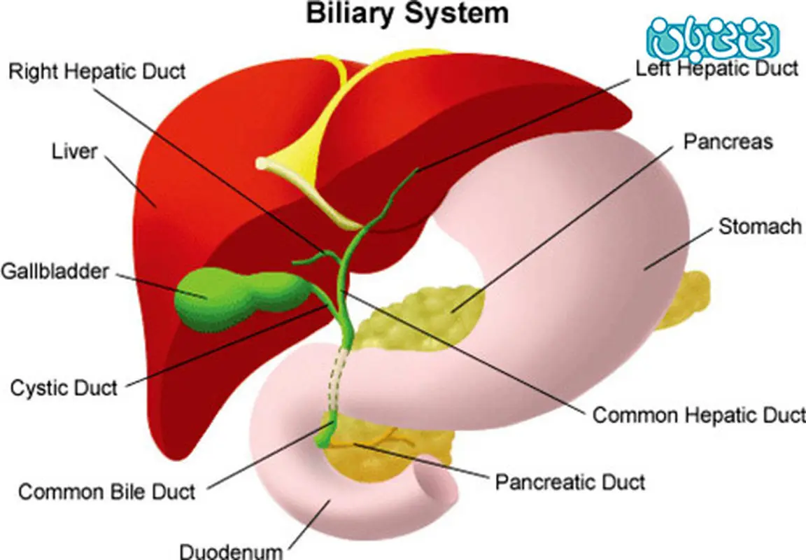 کلستاز در دوران بارداری، چیست؟