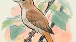 قصه صوتی کودکانه، بلبل زیبا