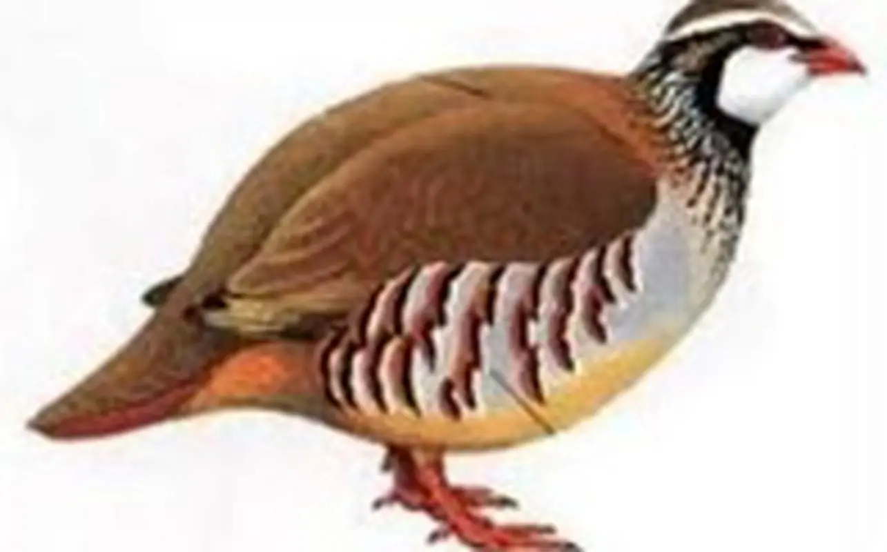 قصه صوتی کودکانه، کمک کردن به کبک بیمار