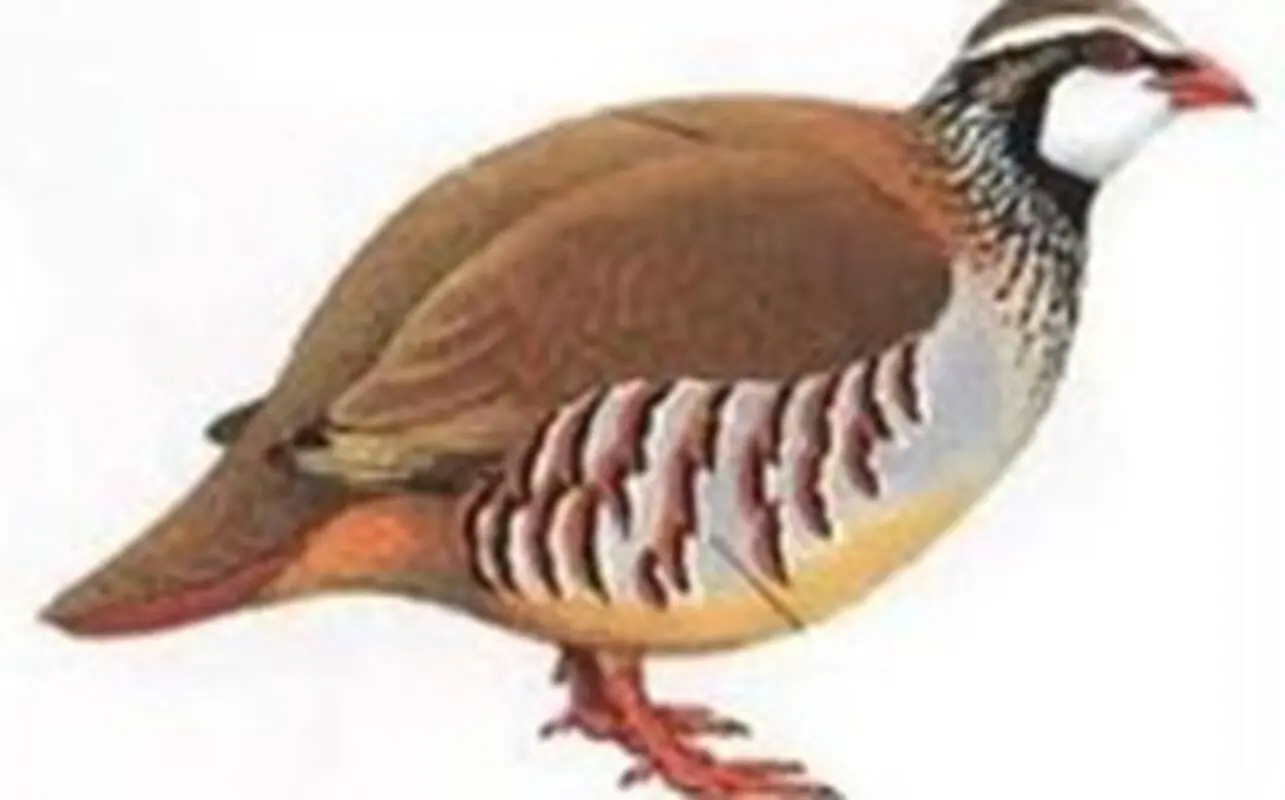 قصه صوتی کودکانه، کمک کردن به کبک بیمار