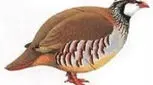 قصه صوتی کودکانه، کمک کردن به کبک بیمار