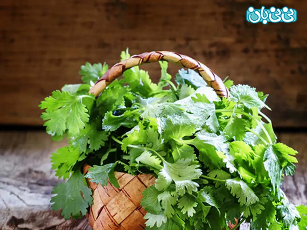 تاثیر مصرف گشنیز در حاملگی