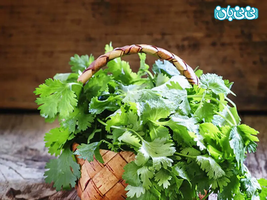 تاثیر مصرف گشنیز در حاملگی