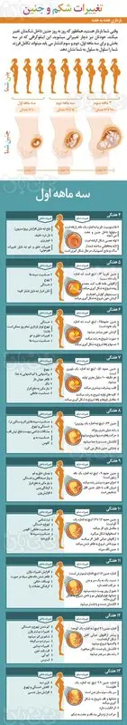 بارداری هفته به هفته، تغییرات شکم و جنین