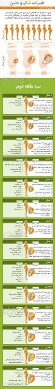 هفته به هفته بارداری، سه ماهه دوم (2)