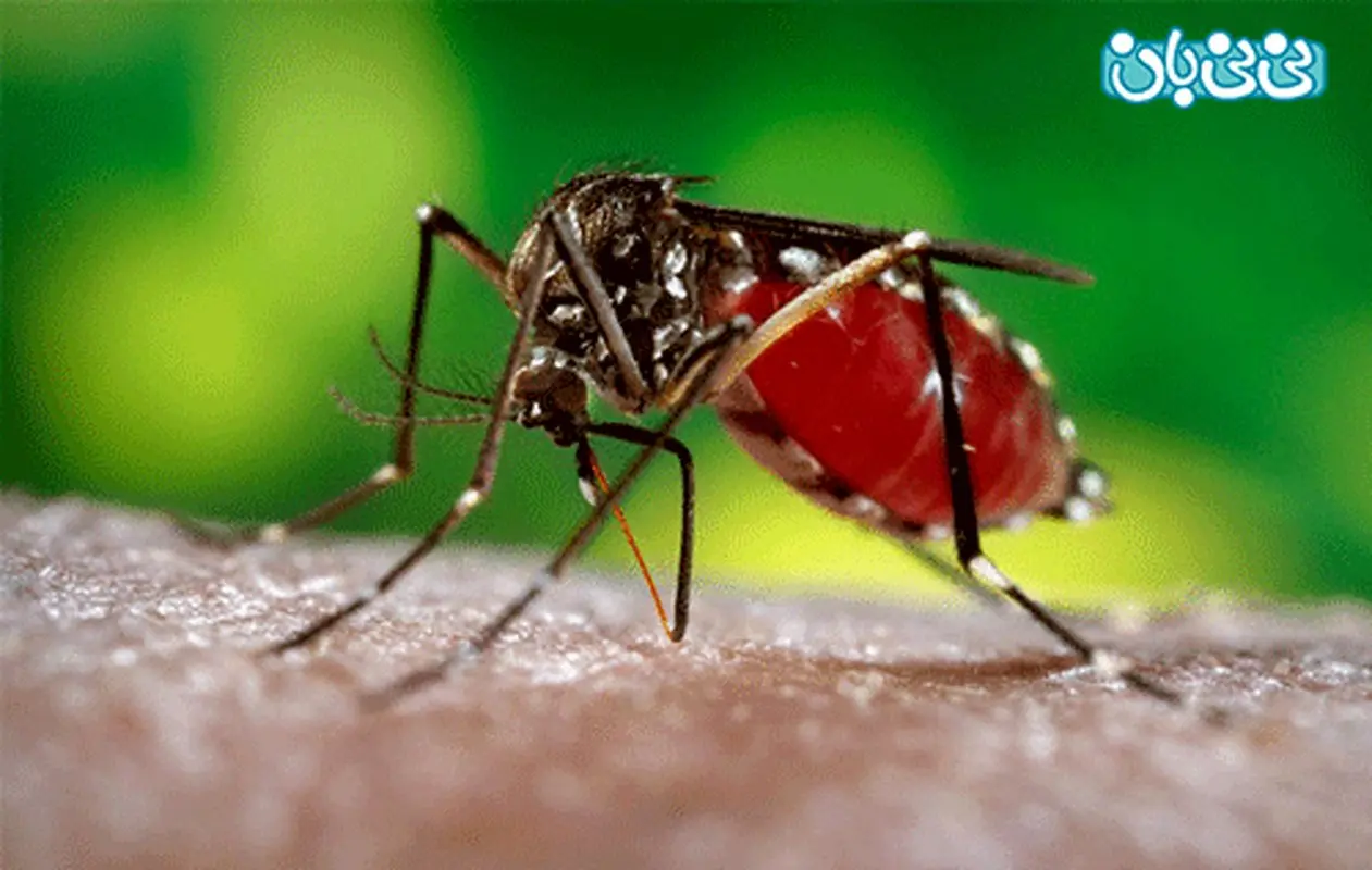 ویروس زیکا در بارداری، آگاه باشید