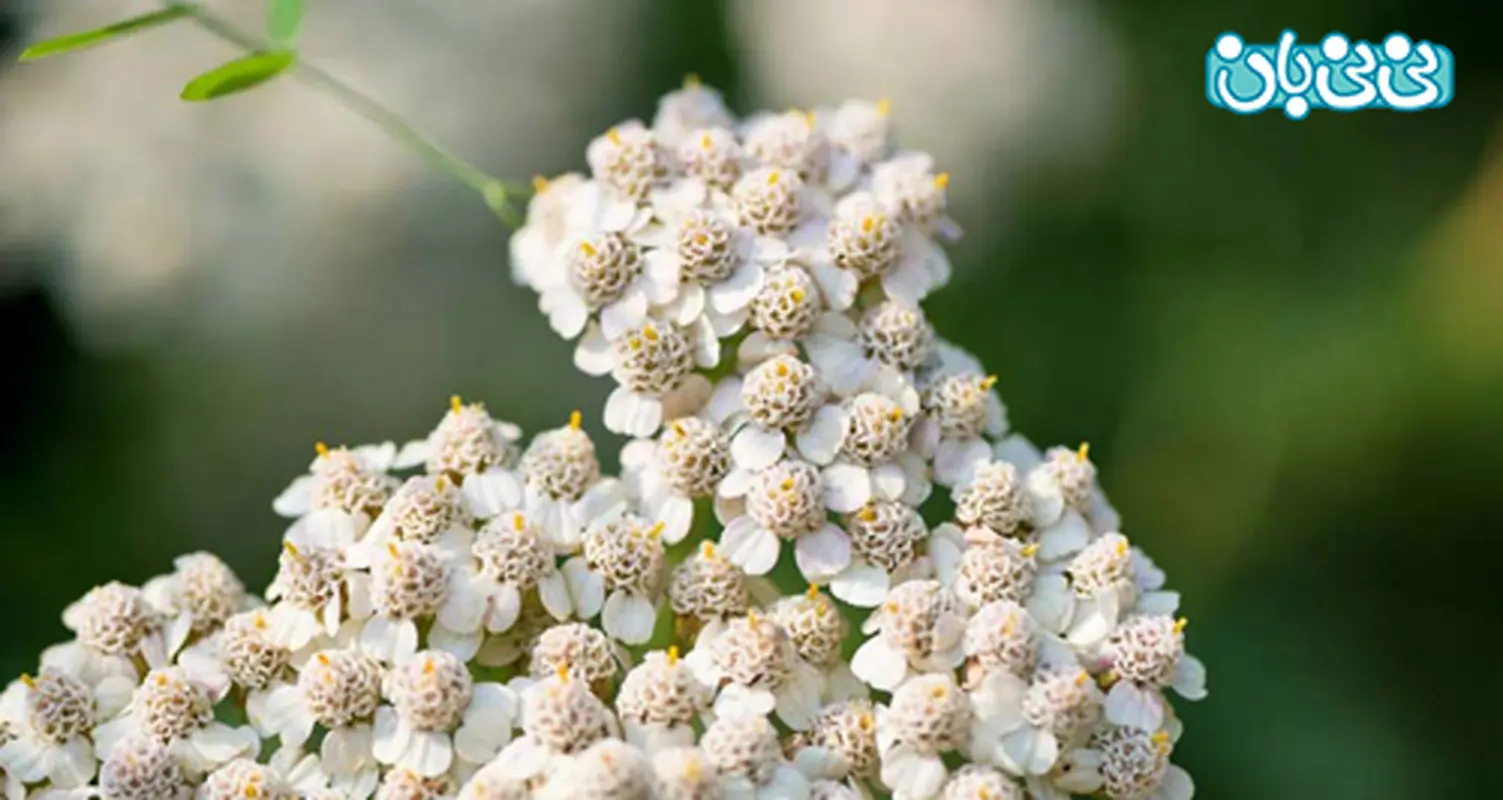 خواص بومادران برای زنان باردار