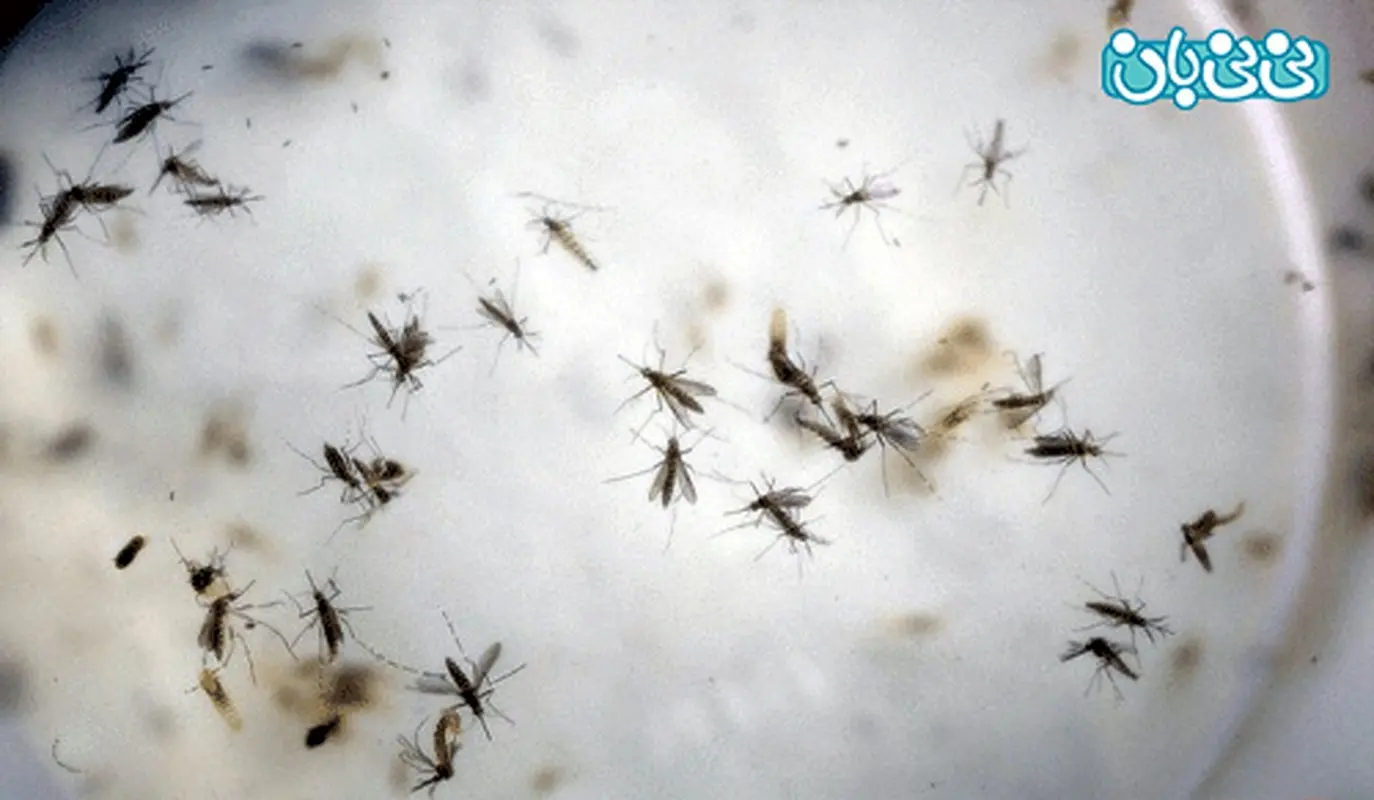 ویروس زیکا در بارداری، مراقب باشید