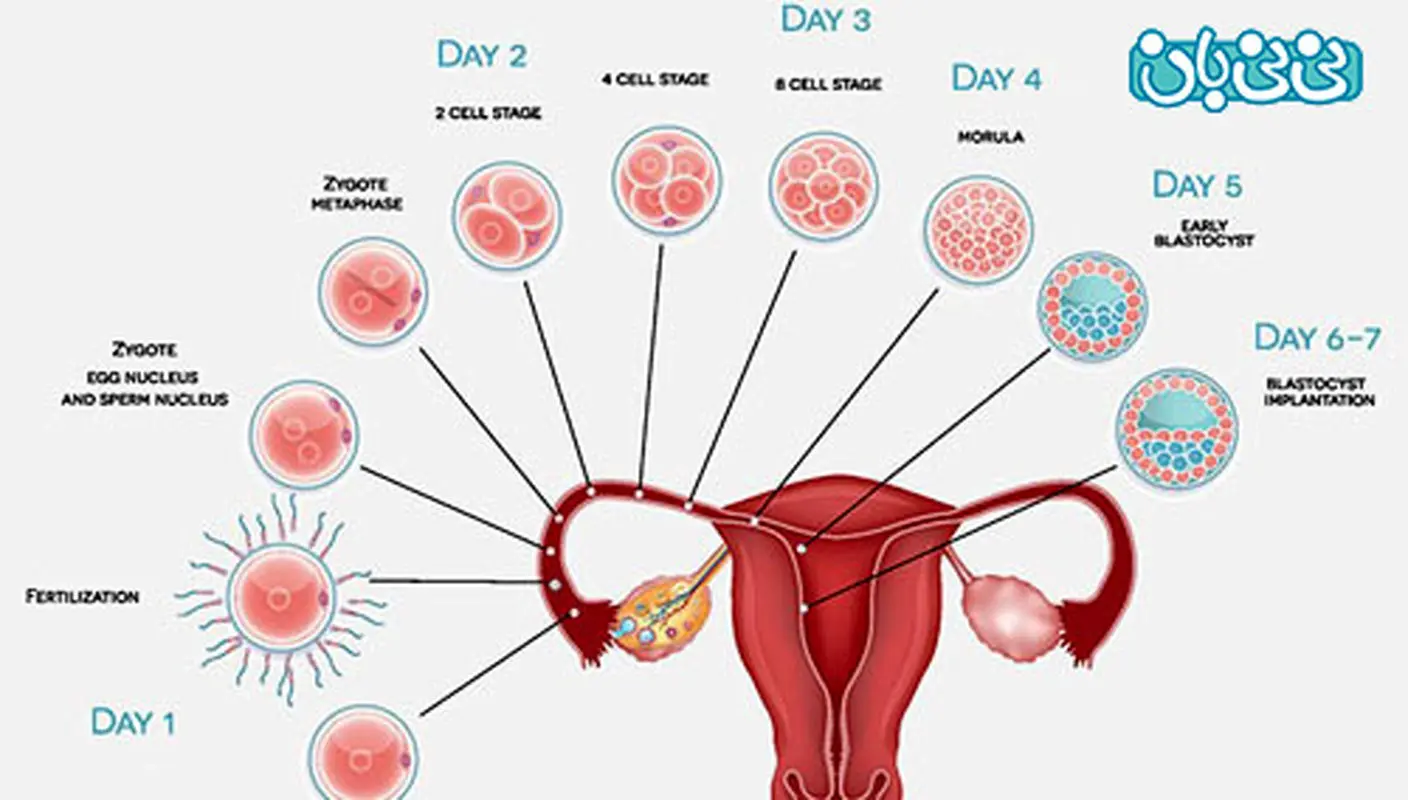 لکه بینی لانه گزینی چند روز طول می کشد؟