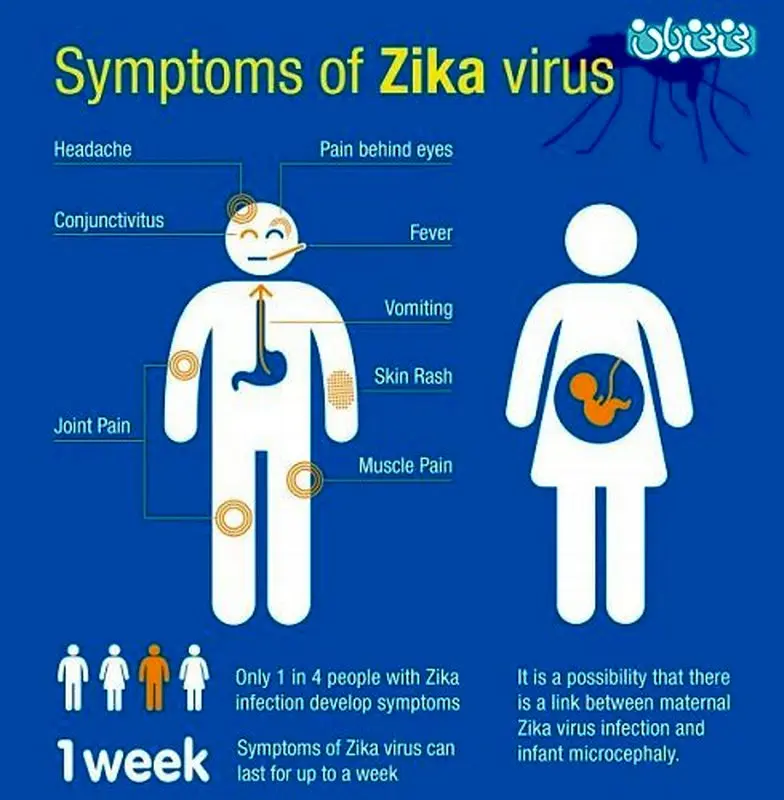 ویروس زیکا در بارداری، چه خطراتی دارد؟
