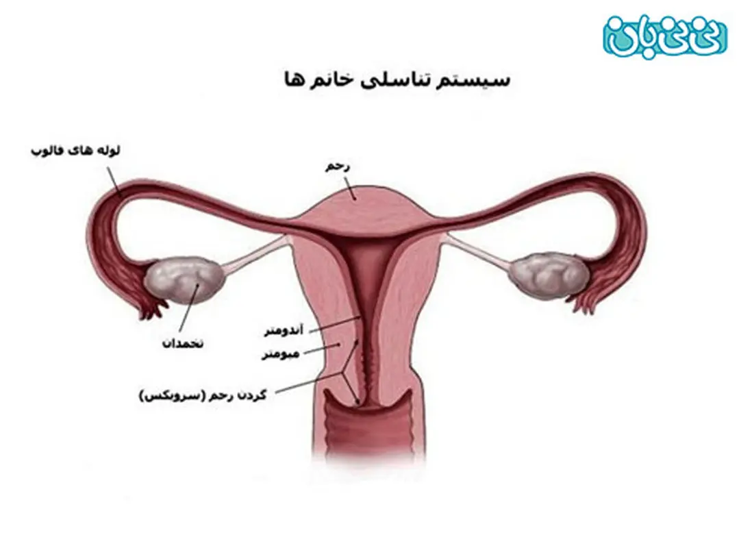 ضخامت آندومتر و قاعدگی