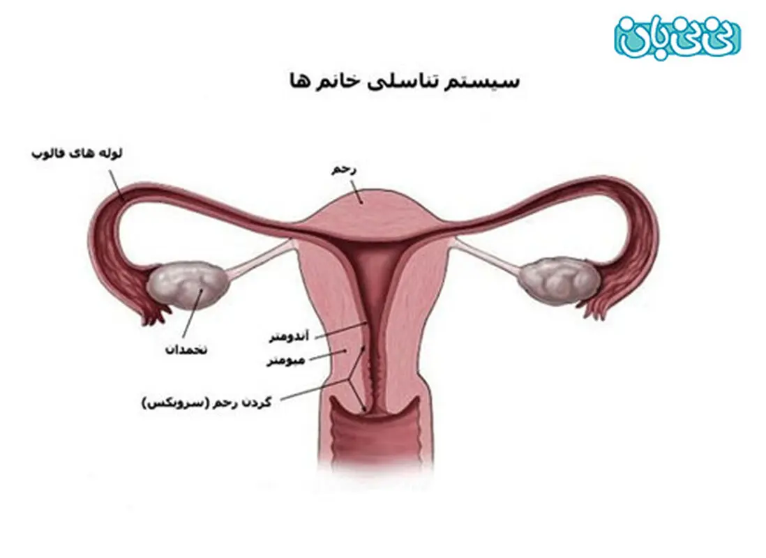 ضخامت آندومتر و قاعدگی
