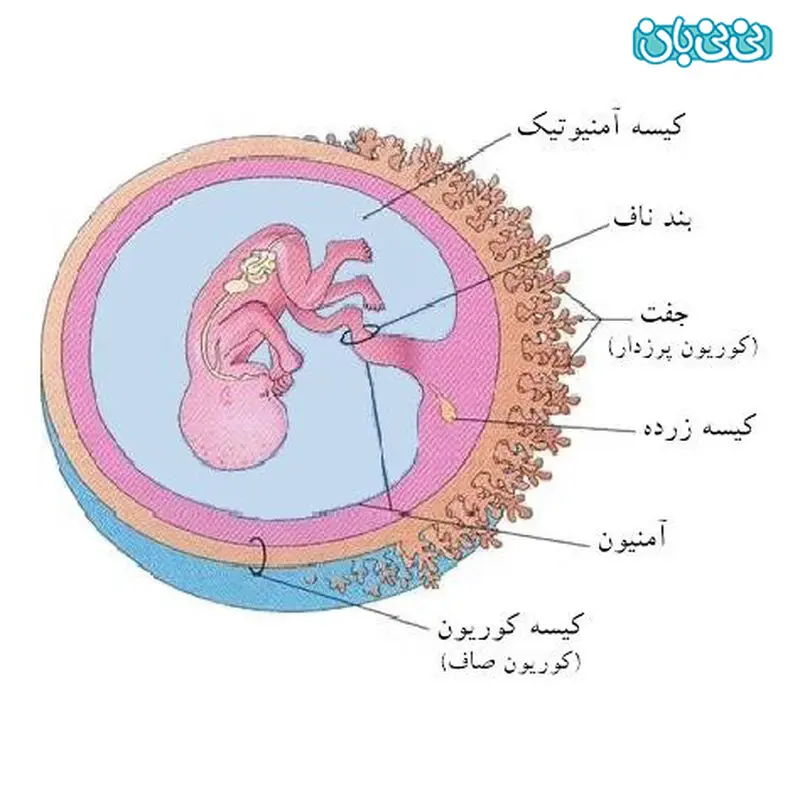 کیسه زرده جنین، کی تشکیل می شود؟