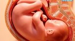 اندام تناسلی جنین، کی تشکیل می شود؟